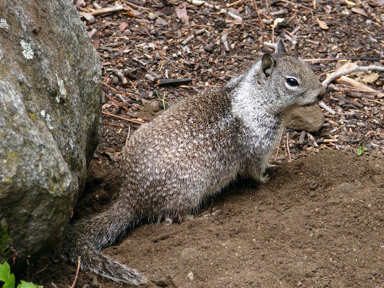 FAUNE 4 (10).JPG